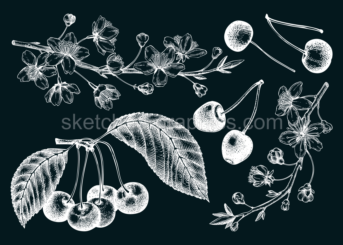 Hand drawn fruit tree illustration on chalkboard. Vintage cherry blossom drawings. Vector cherry berries, leaves, flowering branches sketches. Vintage Sakura design Illustration